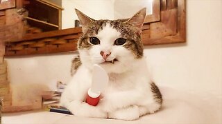 Best Funny Animal Videos - Funniest Cats And Dogs Video