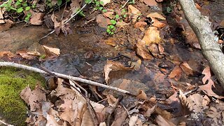 The Sounds of Fresh Water Flowing in a Creek