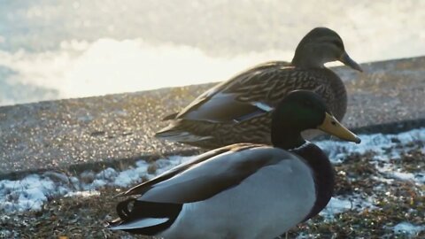 Duck on the ice freezing pond in winter due to snow56