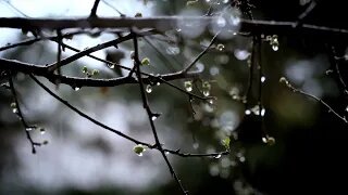 Rainy Morning Meditation: Soothing Rain Sounds for Inner Peace and Serenity"