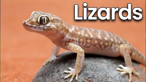 All about Lizards for Kids: Lizards Facts and Information for Children