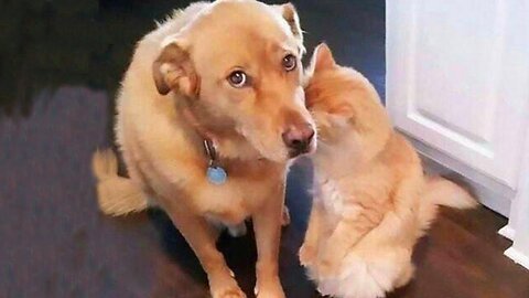 Best Of The Funny Animal Videos - New Funniest Cats And Dogs Videos #68