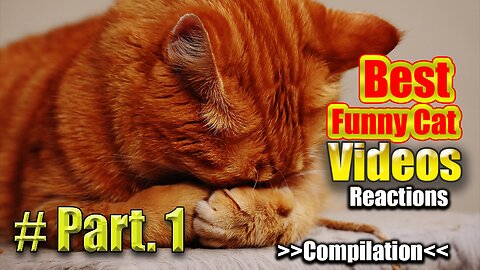 Funny Cats Life Videos Compilation 2022 #Part 1