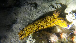 Night Dive: Shark Hole, Bermuda