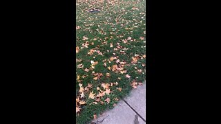 Leaf falling of the trees