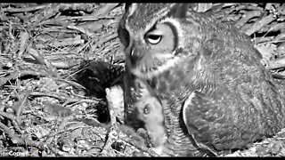 A Midnight Feeding Close-up 🦉 2/23/22 23:14