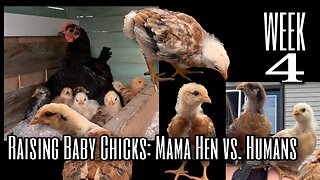 Week 4 Raising Baby Chicks: Mama Hen vs. Humans