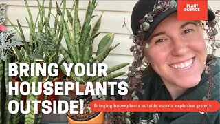 How To Bring Indoor Plants Outside For The Summer. Getting Houseplants To Fast Growth!