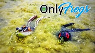 🔴 FROG Fishing Made Easy! (Beginner To Advanced) 🐸