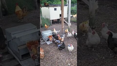 Chickens Hanging Out #chickens #chickenshorts #chickenlife