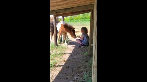 My Daughter Convinces Miniature Horses to Come to Her