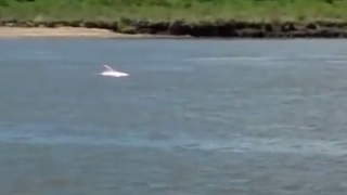 Boaters In Louisiana Spot Incredibly Rare Pink Dolphin