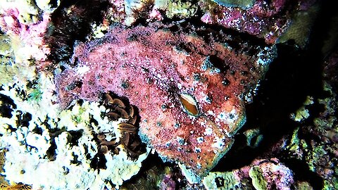 Sea hares: Possibly the strangest animals in the Pacific Ocean