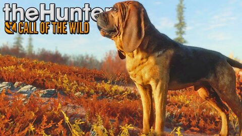 O cão chegou, Aprendendo como o jogo funciona - The Hunter: call of the wild