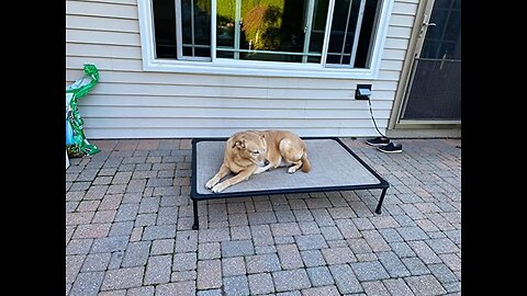 Veehoo Large Elevated Dog Bed – Chewproof Cooling Raised Dog Cots Beds, Outdoor Metal Frame Pet...
