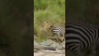 zebra great escape 😒🚨🚨🚨🚨😱😲😯😮
