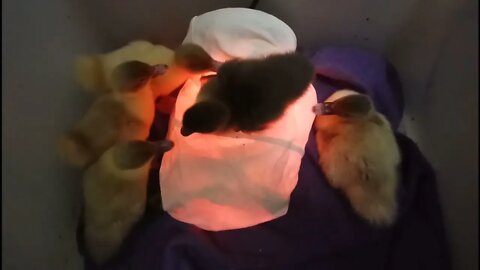 5 Muscovy Ducklings 17th January 2022