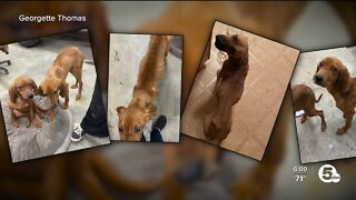 Emaciated dogs found abandoned in Summit County prompt warning