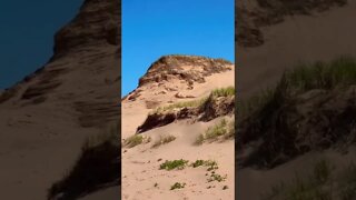 A large Sand dune where birds live