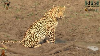 Male Leopard Drinking And Roaring