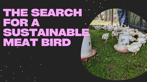 S3E130 What's The Most Sustainable Way To Raise Meat Chickens?