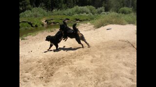 Bernese Mountain Dog Fun Swimming in the River