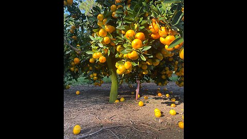 Look At This Delicious Fruit Very Testing & Yummy😋😳