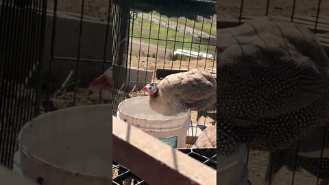 My sick guinea fowl drinking water