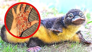 10 CUTEST Animals you should NEVER Touch