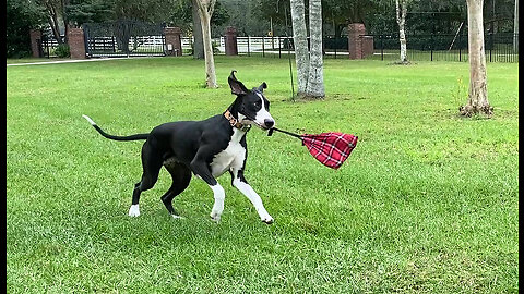 Playful Great Dane Delivers Unwraps & Tosses Gift Bag Around The Yard