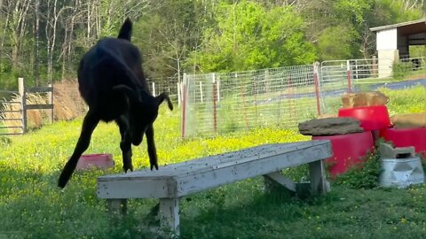 View From The Goat Pasture 🐐