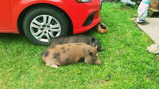 Critters enjoying a lazy summer day