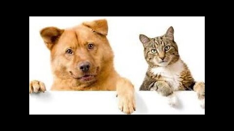 Funny Cute Pets / Funny Dogs and Cats Animal