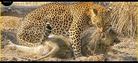 Close Encounter: Leopard's Fierce Attack Caught on Camera