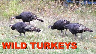 Wild Turkeys Roaming the Farm - Fall in North Idaho