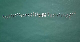 A lot of surfers are paddling in the ocean code