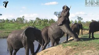 African Elephants On A River Bank