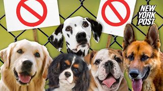 Bulldogs to Dalmatians: Should these 5 'cruelest' dogs to breed be banned?