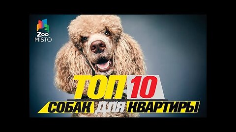 📹 Топ 10 собак для квартиры\Top dogs for the apartment