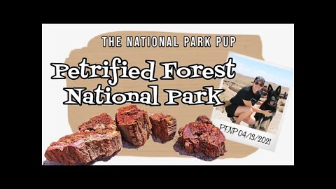 Exploring Petrified Forest National Park With My Dog - The National Park Pup
