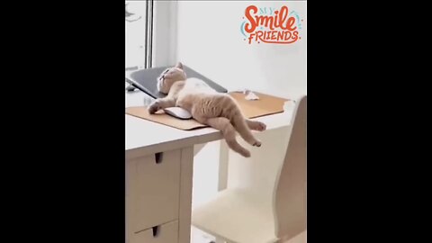 New Funny Videos 2024 😍 Funniest Cats & Dogs Videos🐶😹