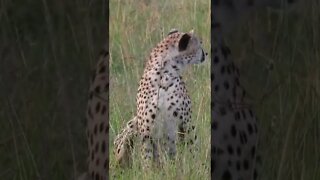 Wildlife Sightings Today 20/03/22 (Lions, Cheetah, etc) | Lalashe Maasai Mara | #shorts
