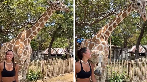 Girl Gets Kicked By Giraffe While Attempting Close-up Photo