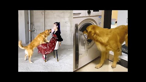 Golden Retriever rescue the owner🙂 The dog help owner with housework🥰 Smart dog