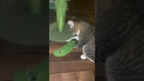 Cat Vs Pickle