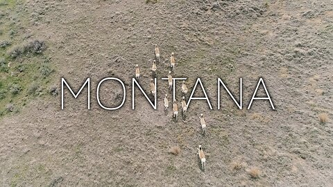 Shadowing a Herd of Pronghorn Antelope from the Air over the Beautiful Plains of Montana!
