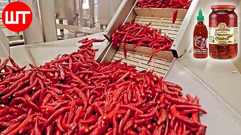 How Hot Sauce Is Made | Modern Chili Harvesting Technology | Food Factory