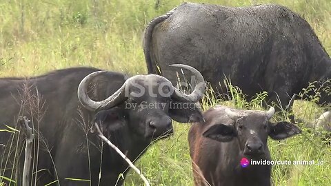 African Safari: Big Five Encounters