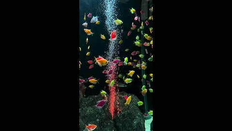 beautiful fishes beautiful nature view