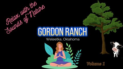Gordon Ranch Volume 1: Cows Grazing In A Hay Meadow